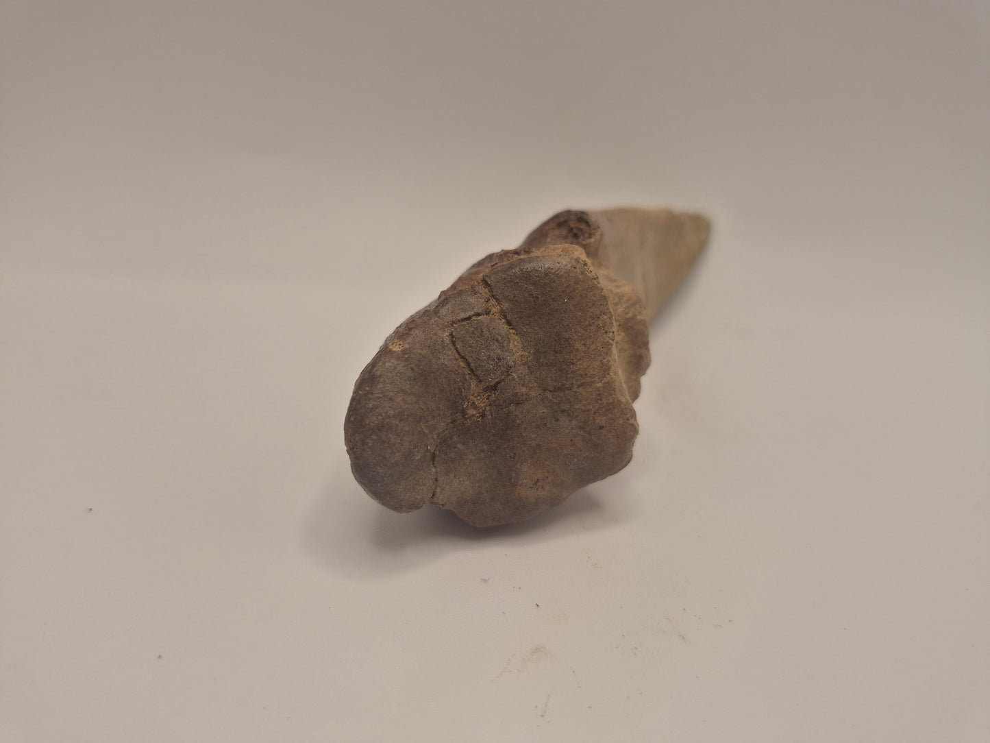 5" Tyrannosaur Toe Claw(Judith River Formation)
