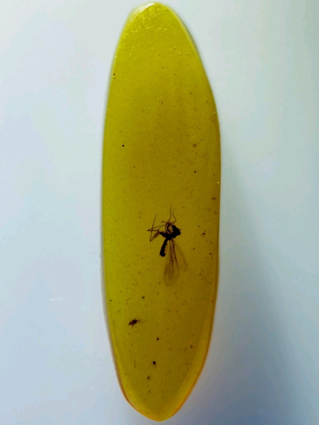 Mosquito in Burmese Amber