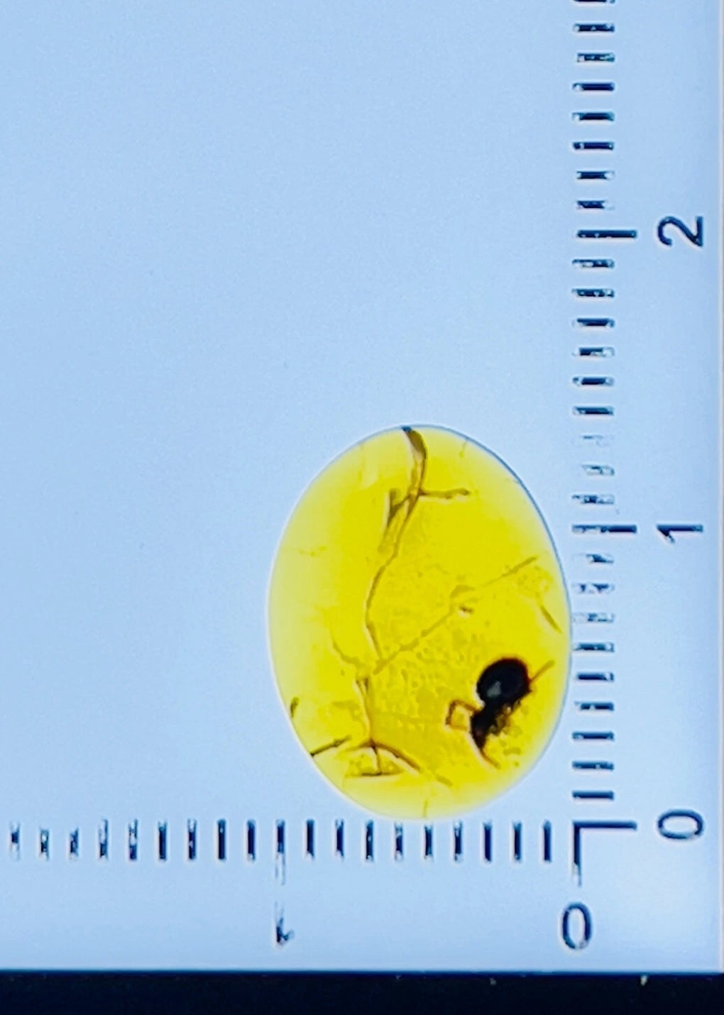 Spider In Burmese Amber