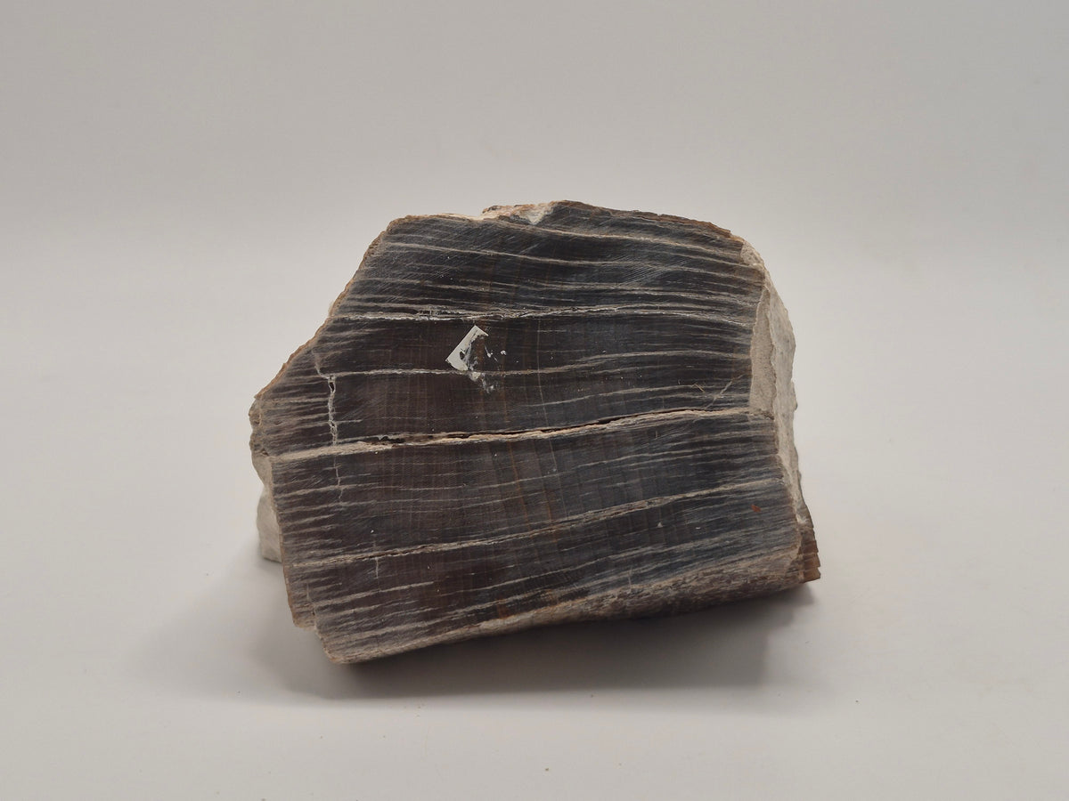 2.81lbs Petrified Wood