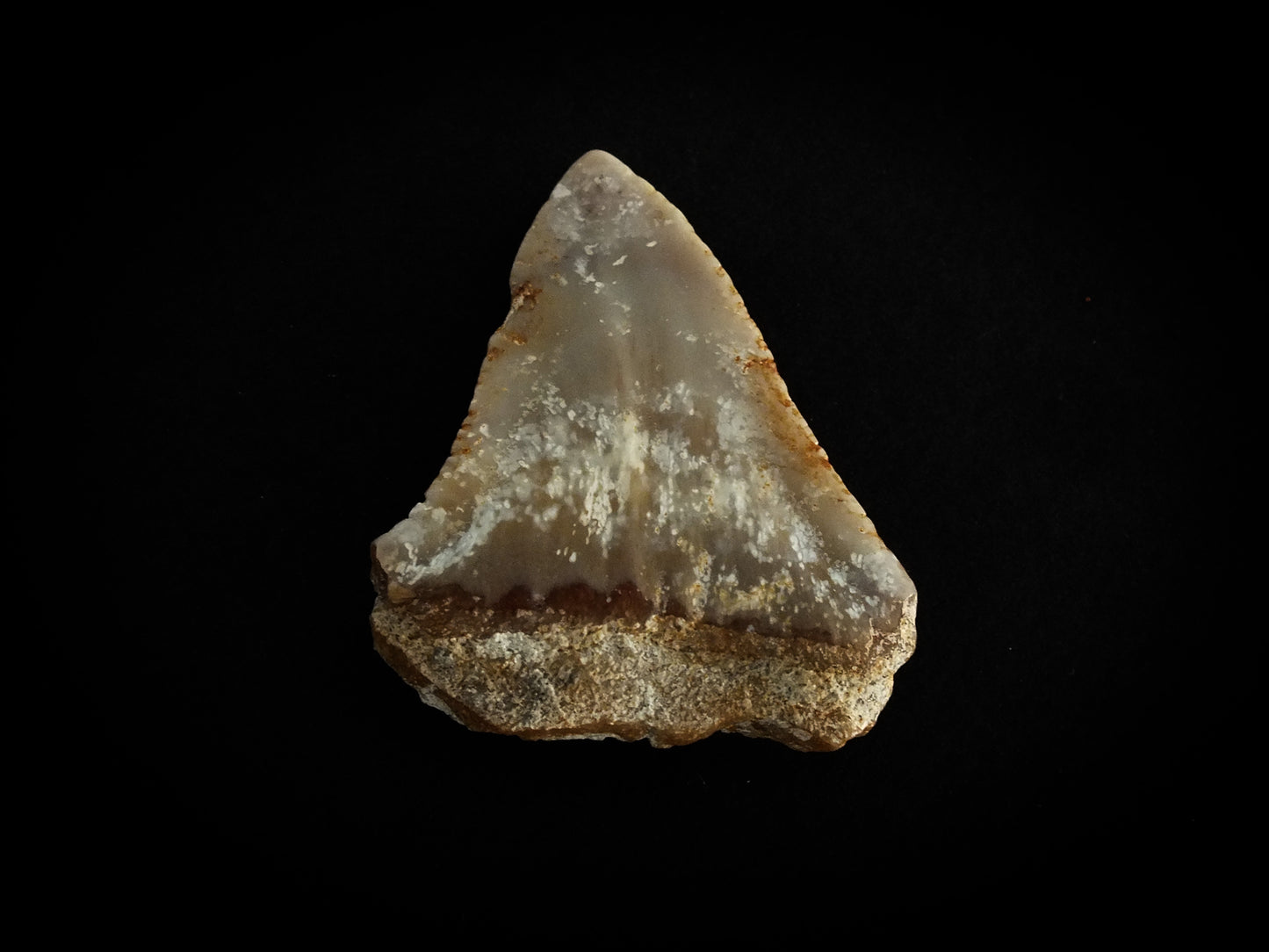 1.5" Carcharodon C. Upper Tooth