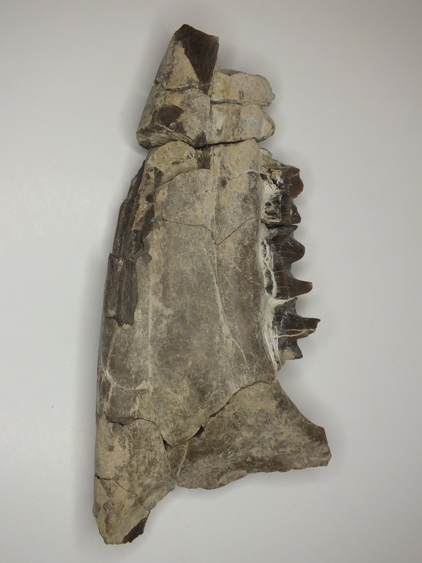 Woolly Rhinoceros Jaw (Coelodonta)