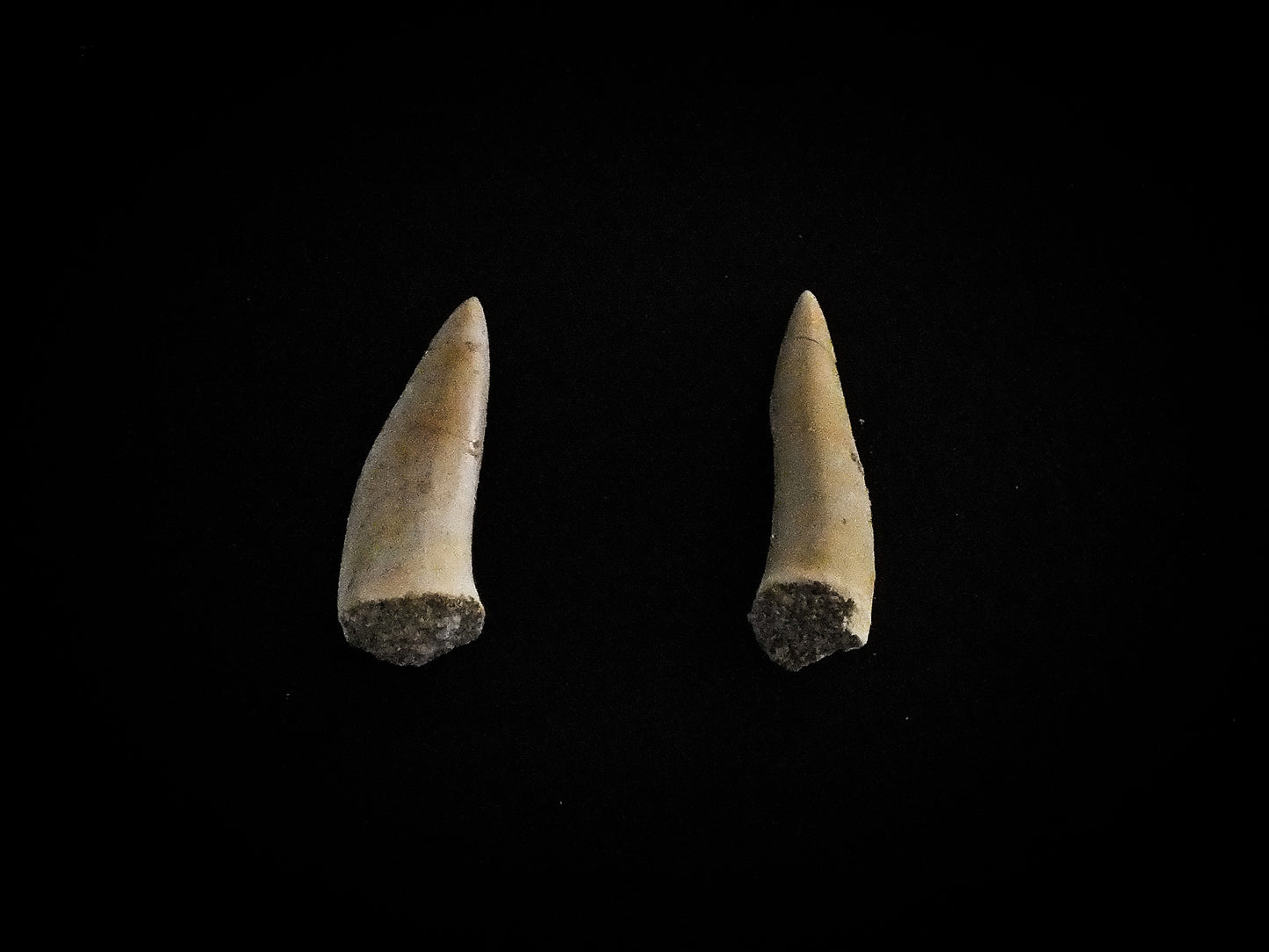 Enchodus Tooth