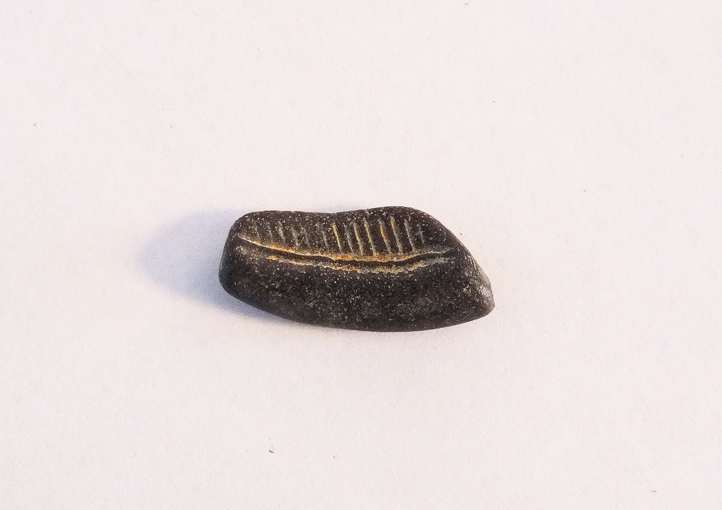 Stingray Teeth Plate Fossil