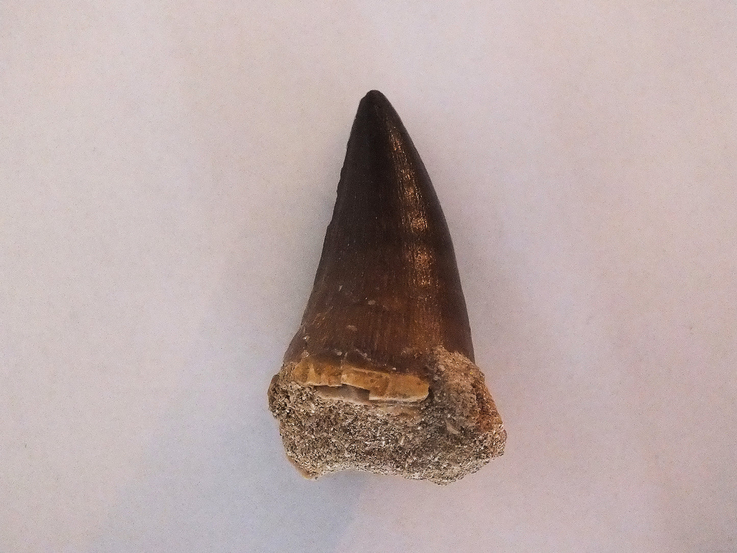 2.0" Mosasaur Tooth