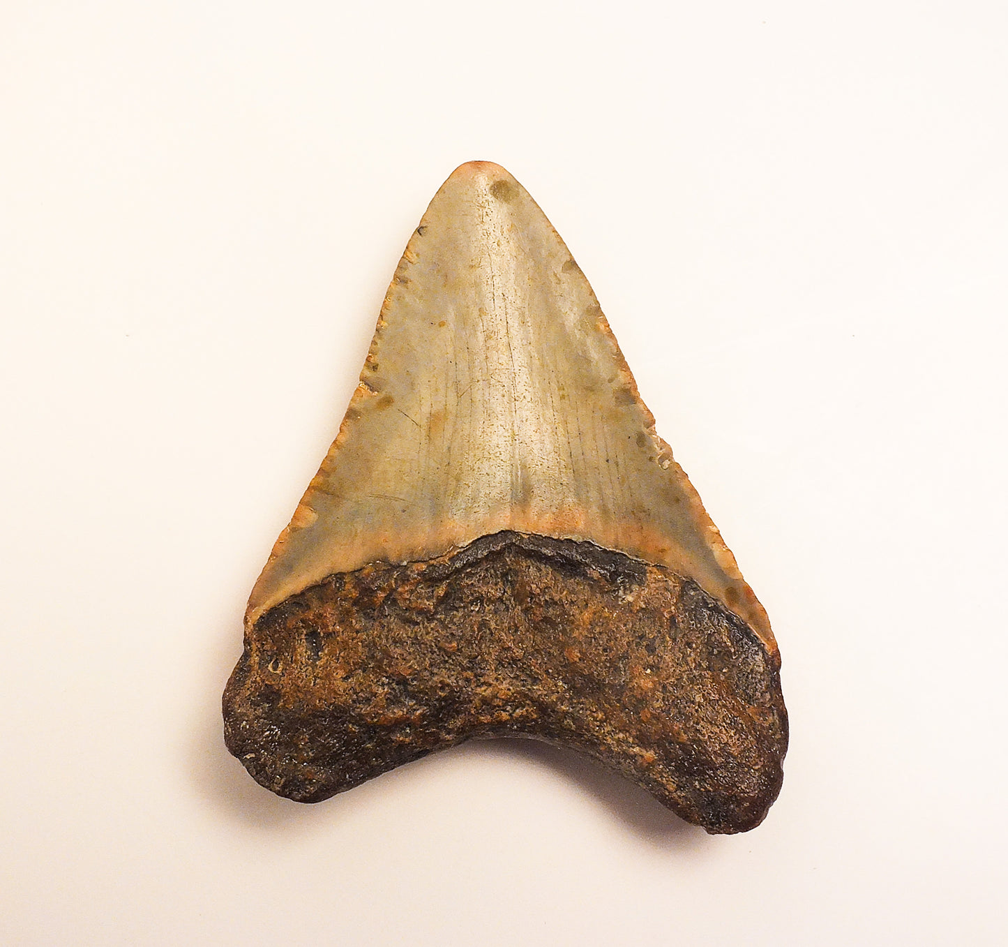 3.40" Megalodon Tooth