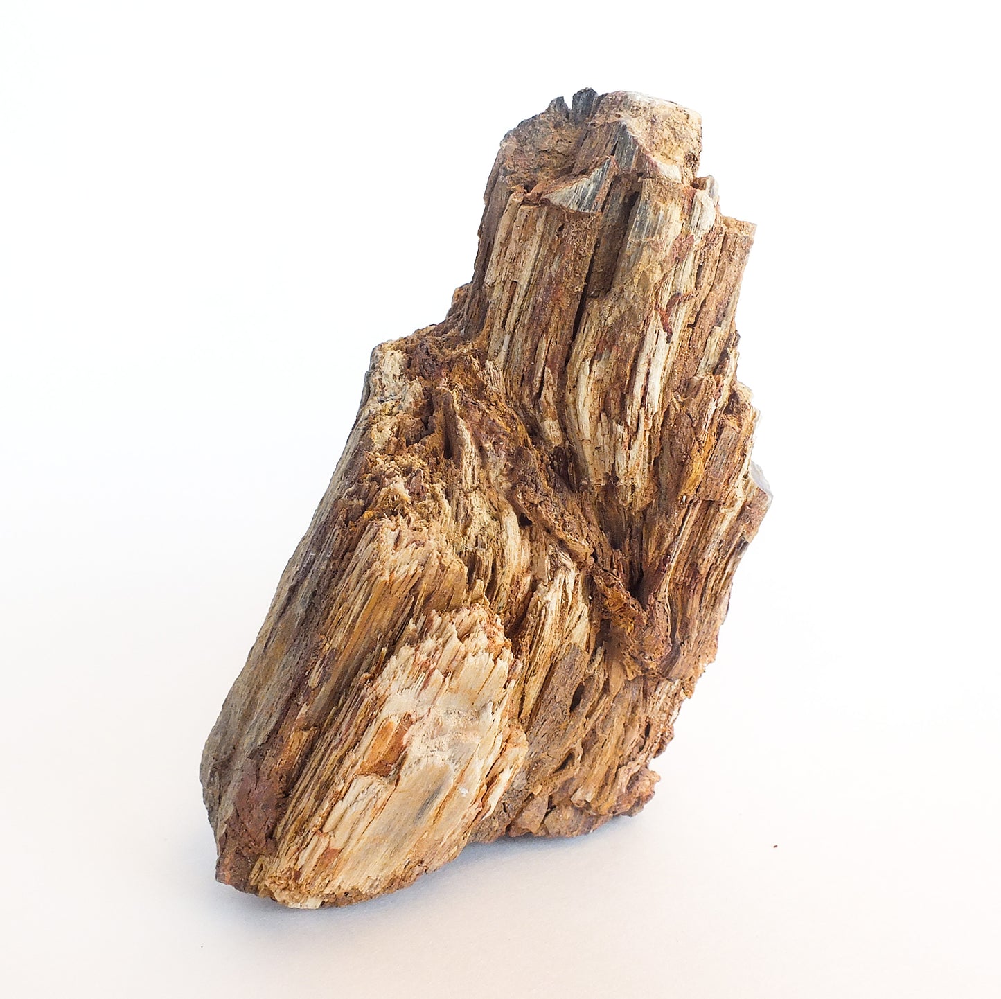 Arizona Petrified Wood