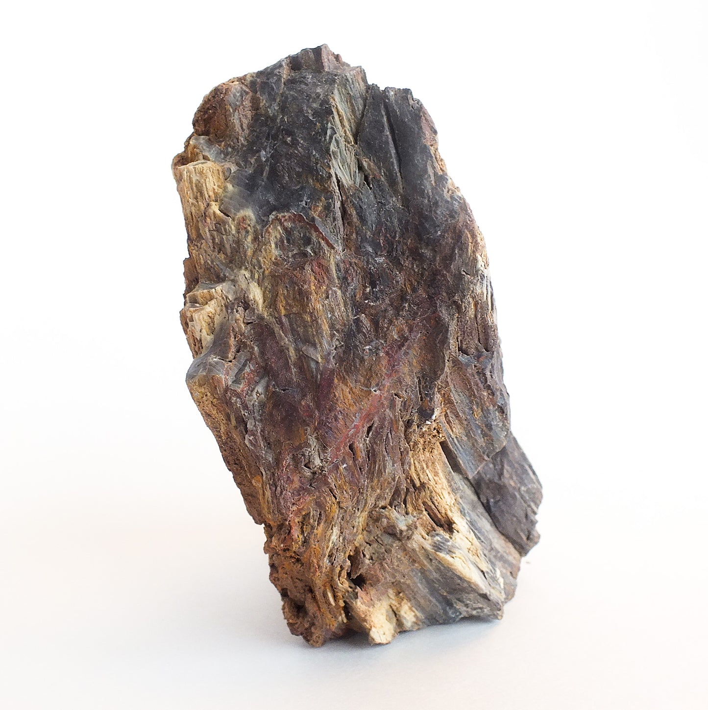 Arizona Petrified Wood