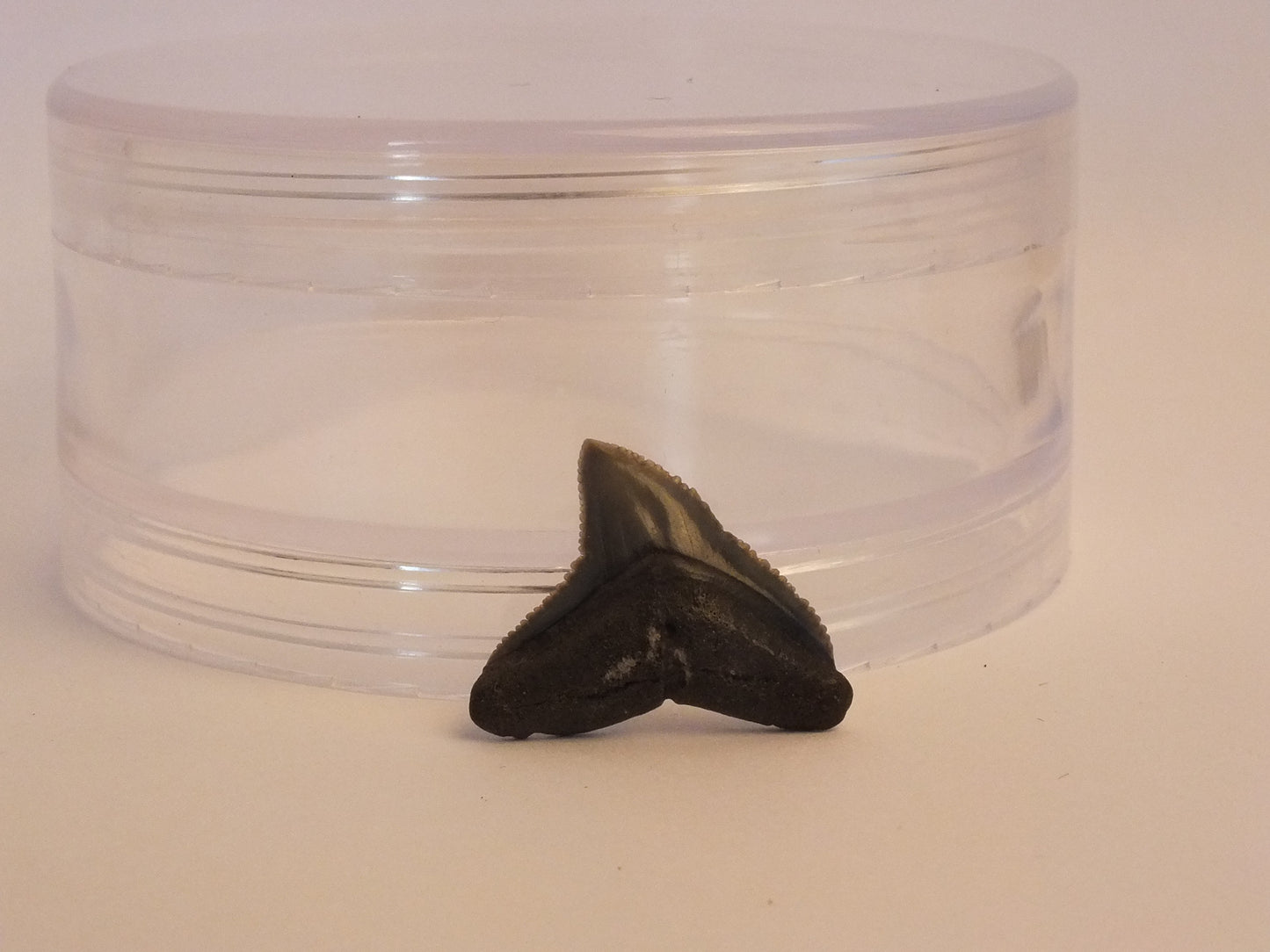 0.8" Bull Shark Tooth Fossil