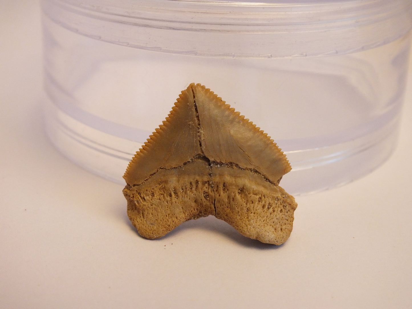 1.0" Squalicorax Shark Tooth Fossil