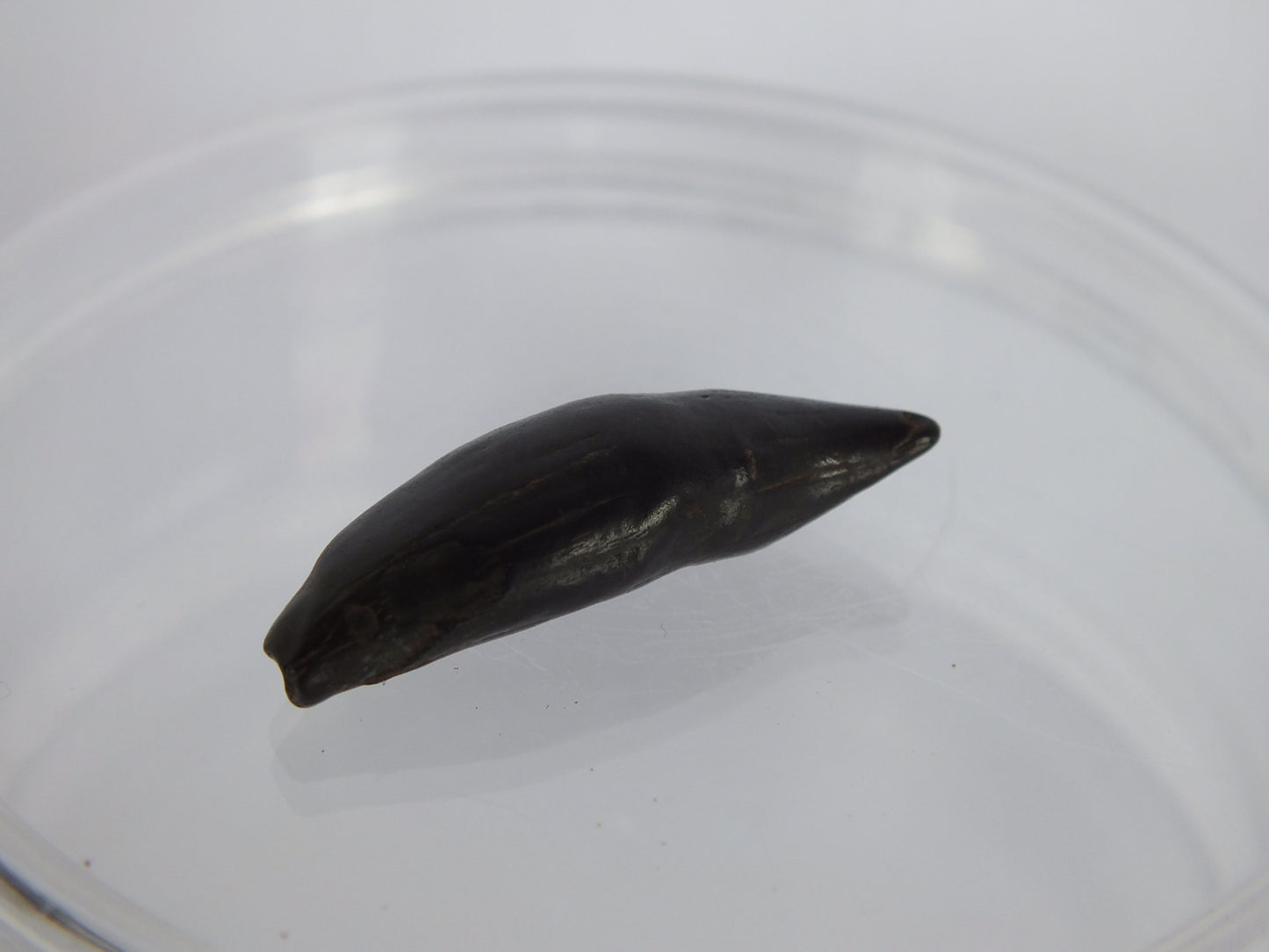1.12" Rare River Dolphin Tooth (Goniodelphis Hudsoni)