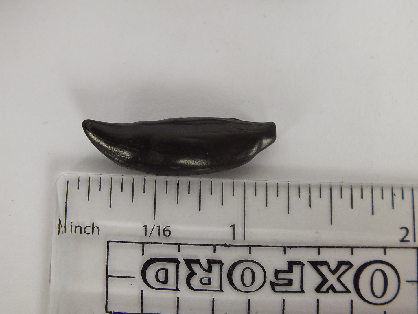 1.12" Rare River Dolphin Tooth (Goniodelphis Hudsoni)