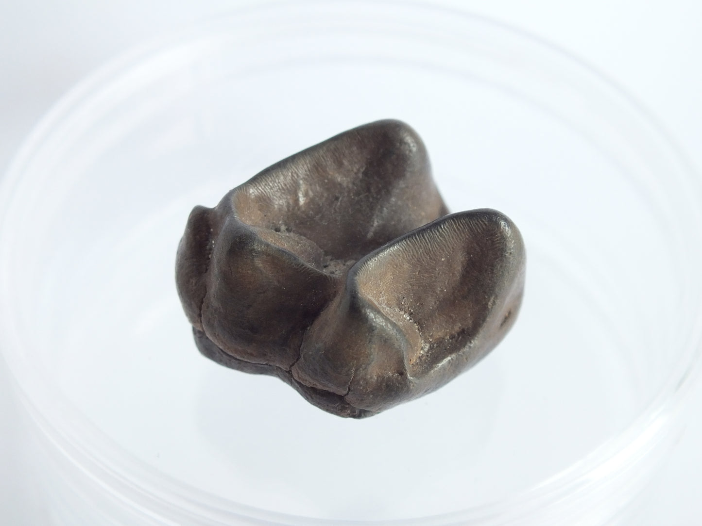 1.0" Top Quality Tapir Tooth Fossil