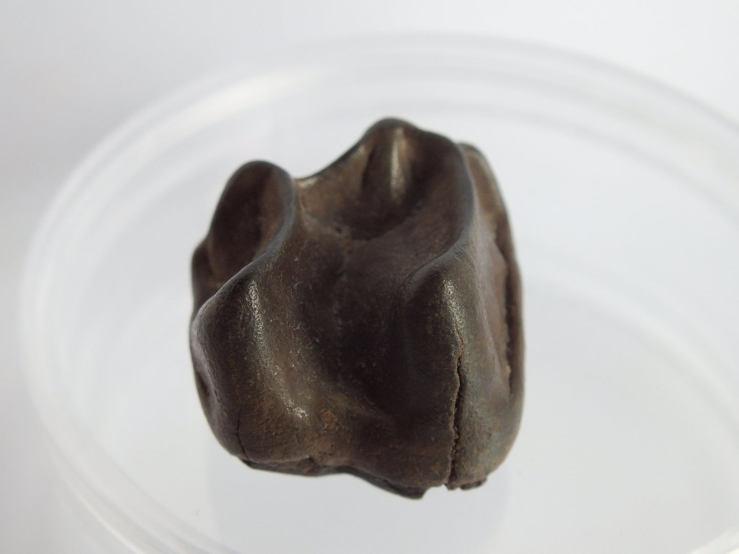 1.0" Top Quality Tapir Tooth Fossil