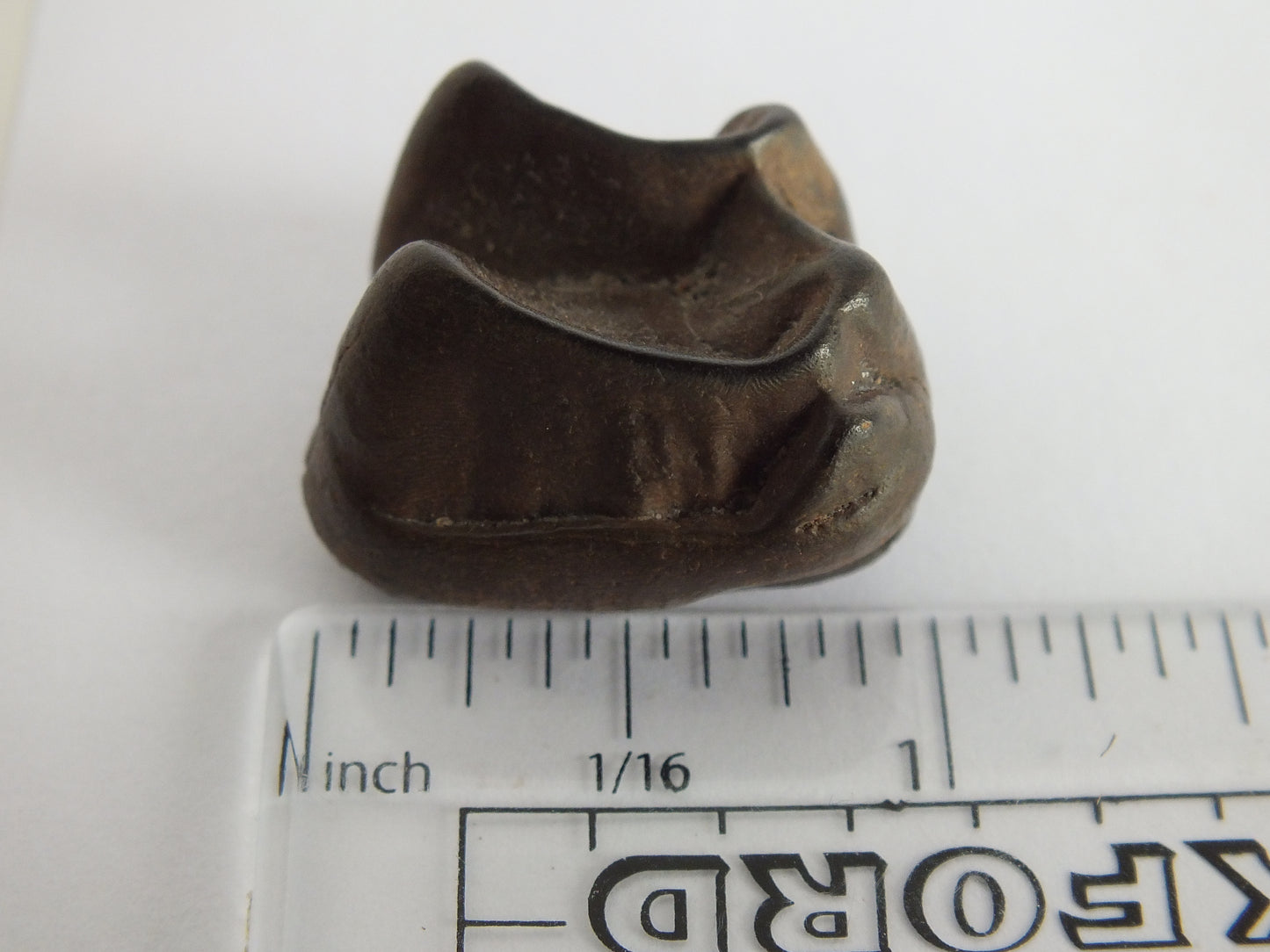 1.0" Top Quality Tapir Tooth Fossil