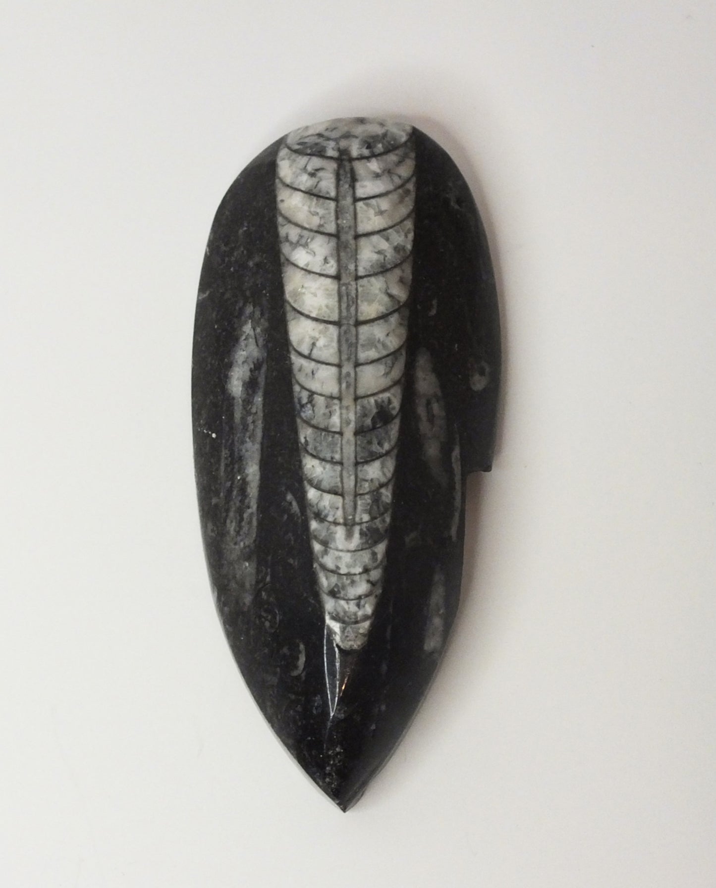 Orthoceras Fossil