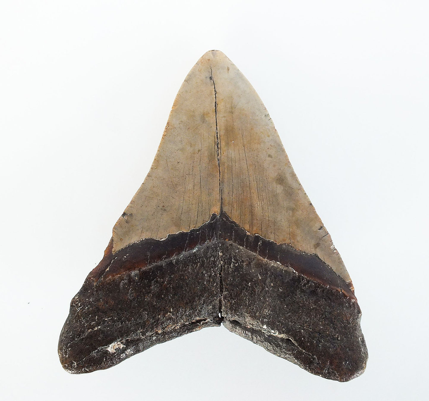 5.07" Megalodon Tooth