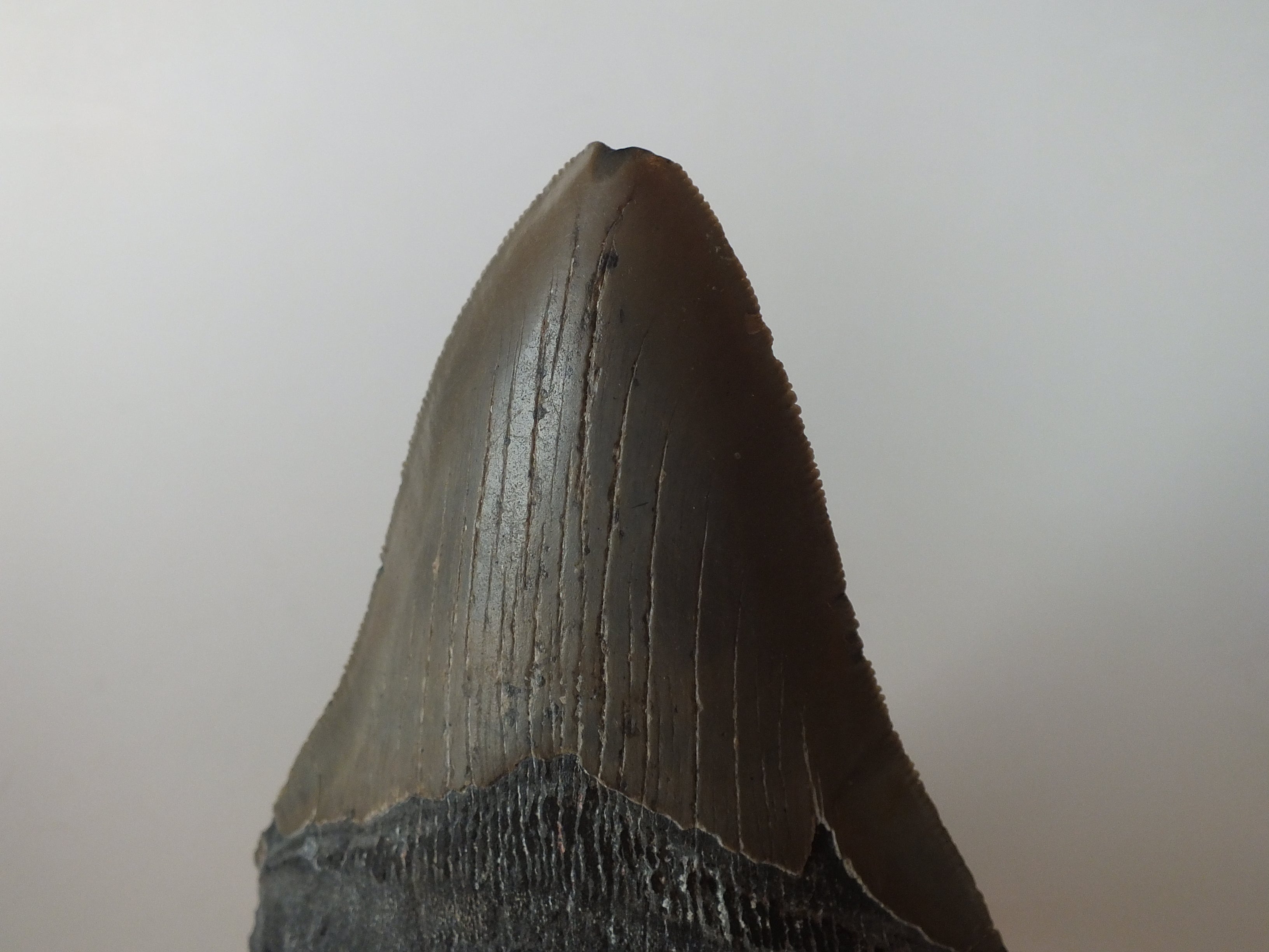 Why Are Megalodon Teeth Different Colors? – Stonesandbones