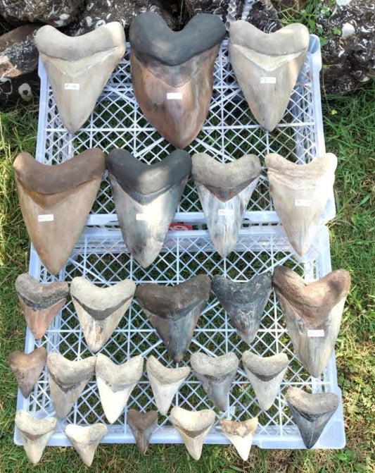 Real vs. Fake Dinosaur Fossils: A Collector's Guide