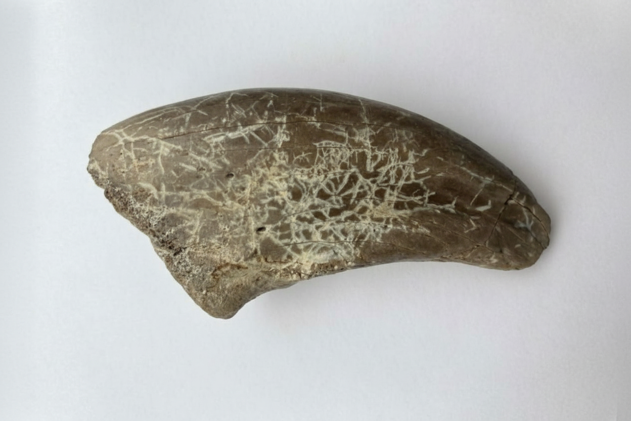 4.2" Tyrannosaurus Toe Claw (Dinosaur Park)