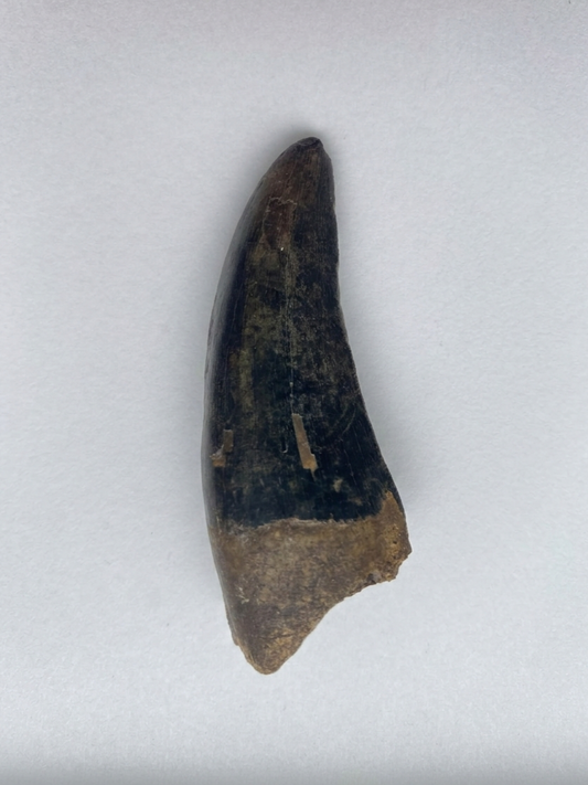 2.4" Tyrannosaurus Tooth (Dinosaur Park)