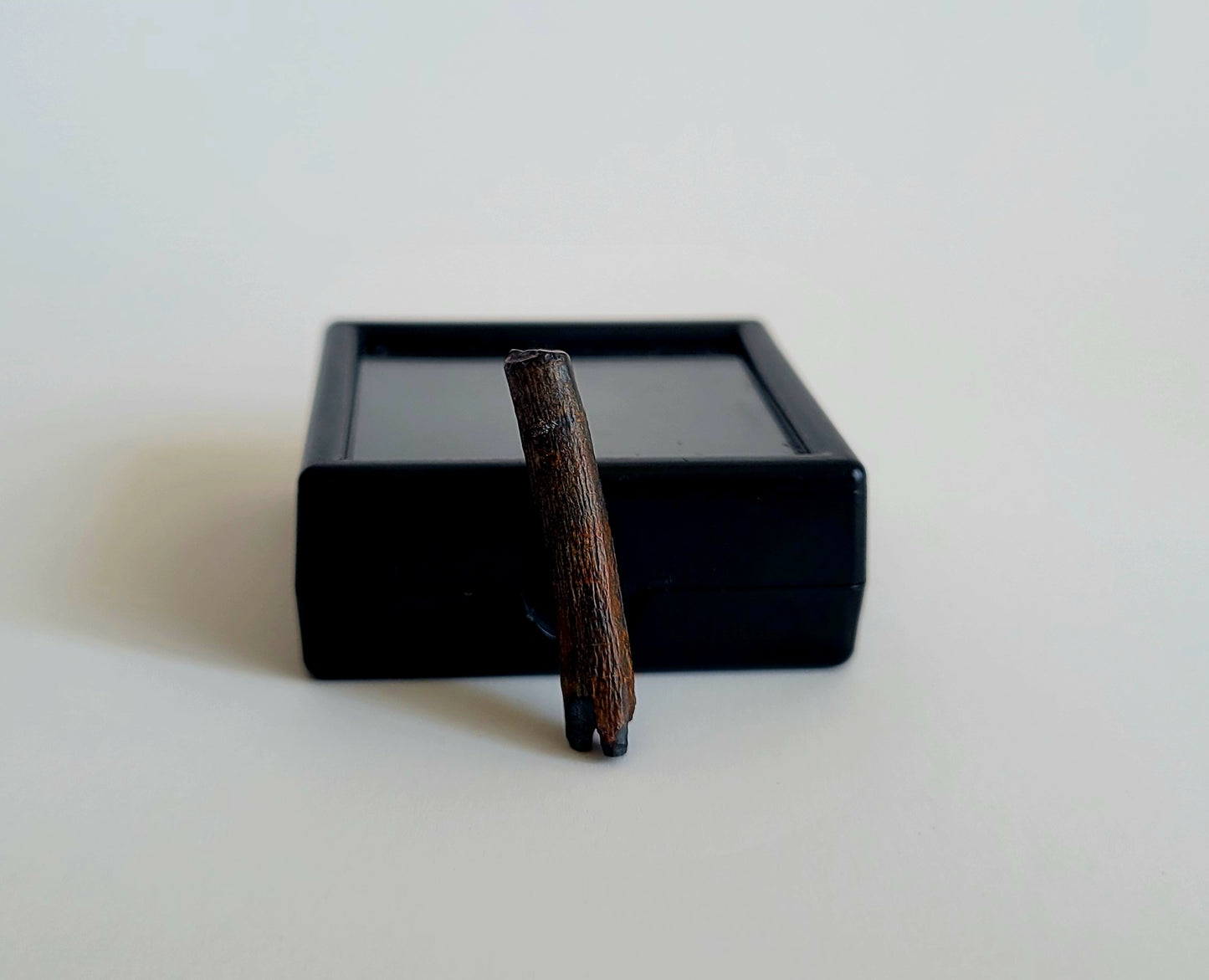 1.2" Pterosaur Tooth (Niger)