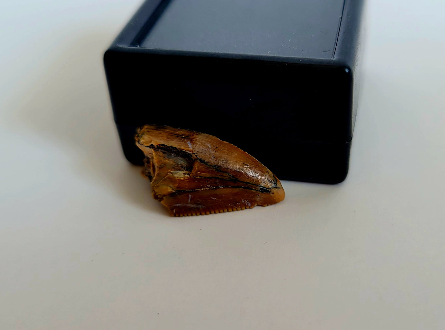 0.75" Majungasaurus Tooth (Madagascar)