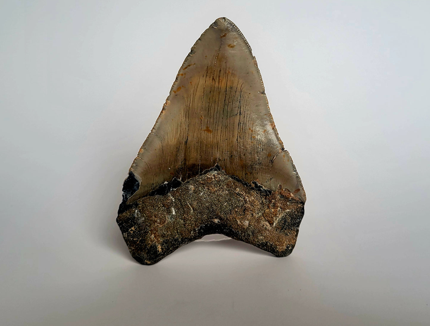 4.68" Megalodon Tooth