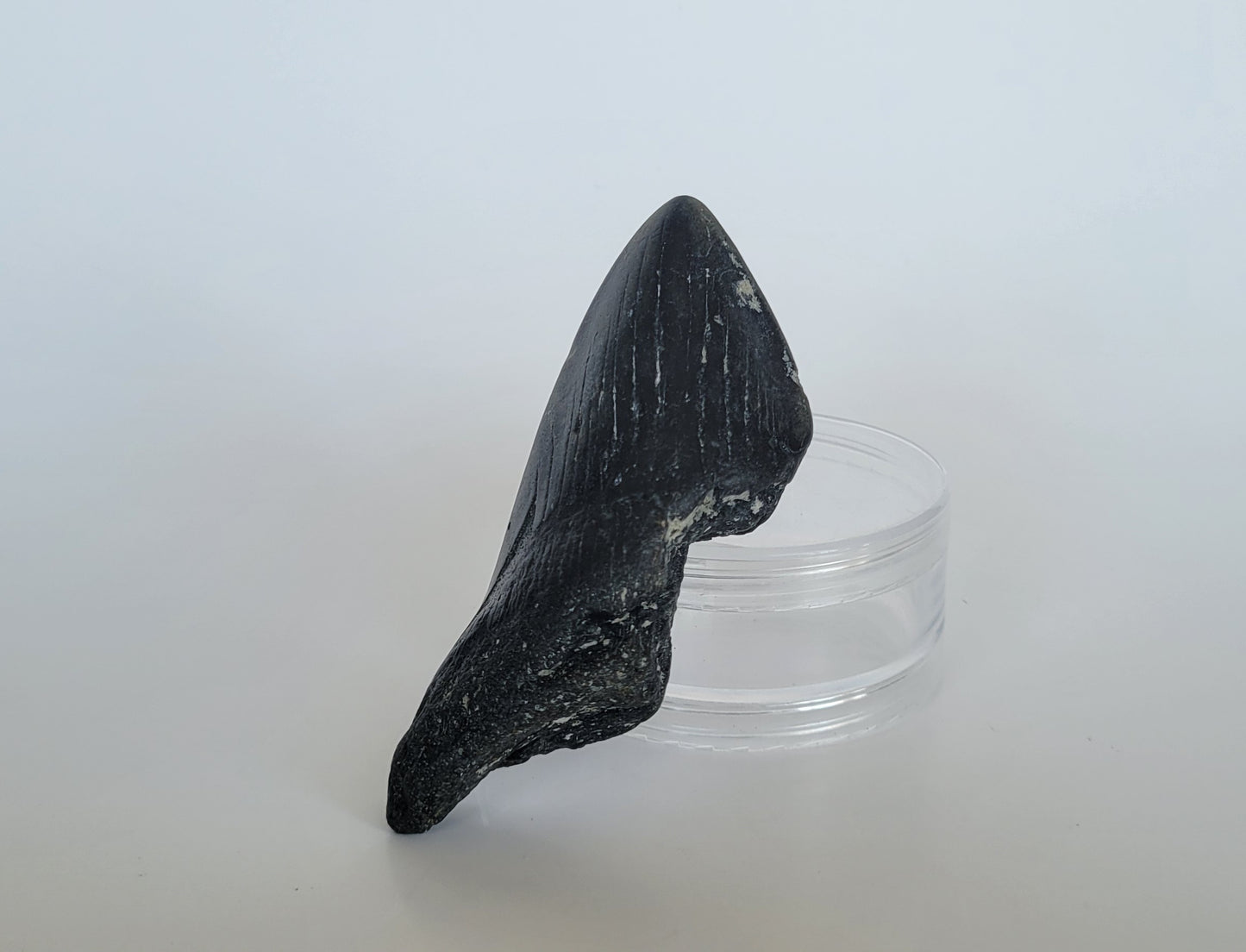 4.1" Partial Megalodon Tooth