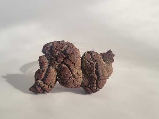 159g Coprolite (Madagascar)