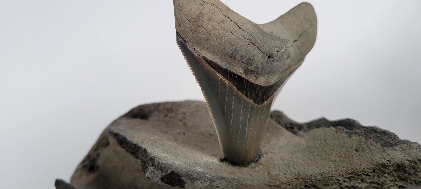 Megalodon Tooth in Fossil Whale Vertabrae