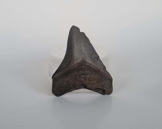 3" Megalodon Tooth