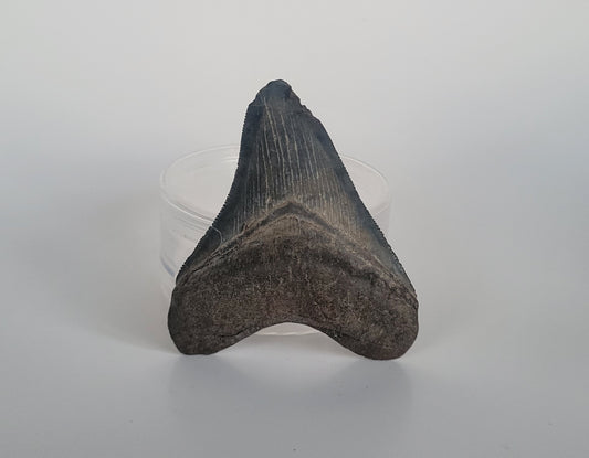 3.25" Megalodon Tooth