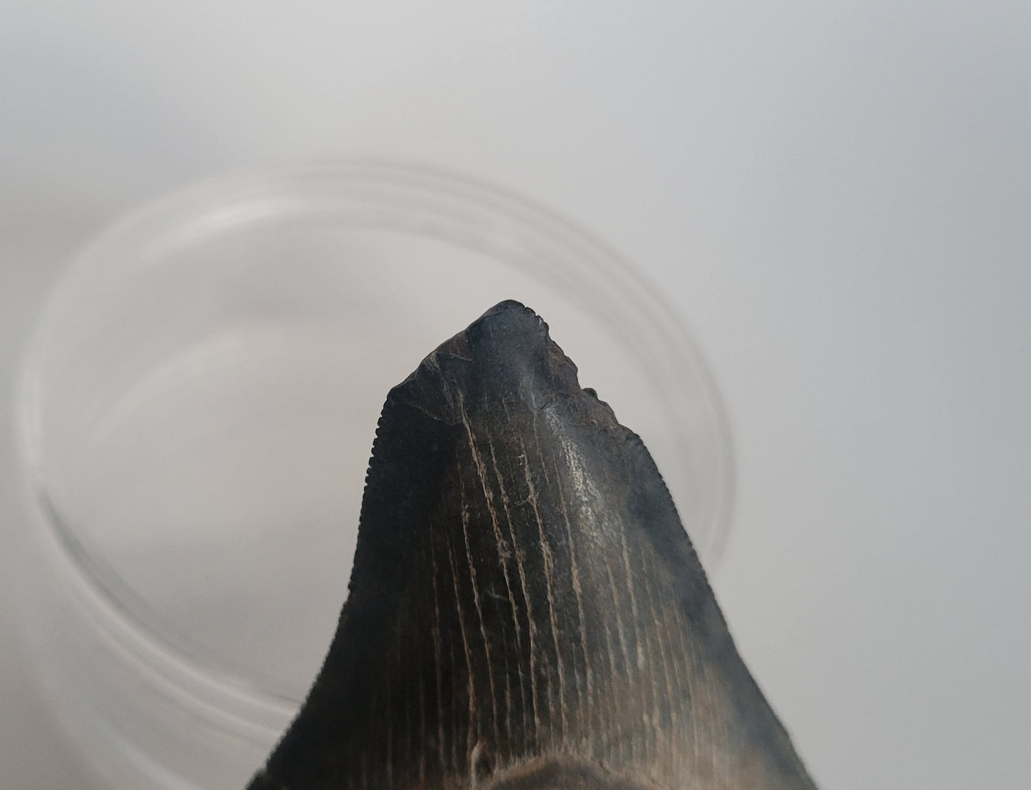 3.25" Megalodon Tooth