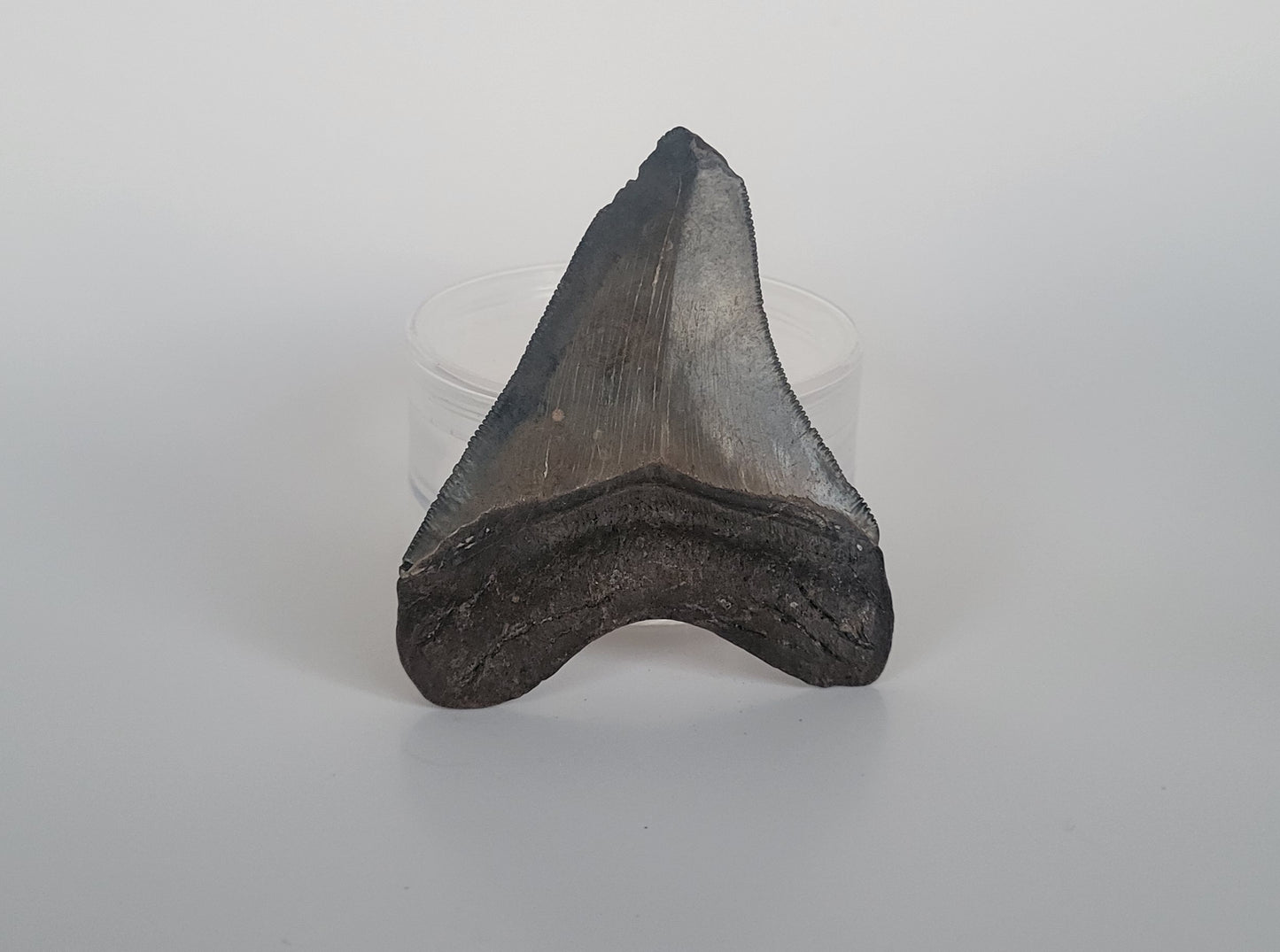 3.25" Megalodon Tooth