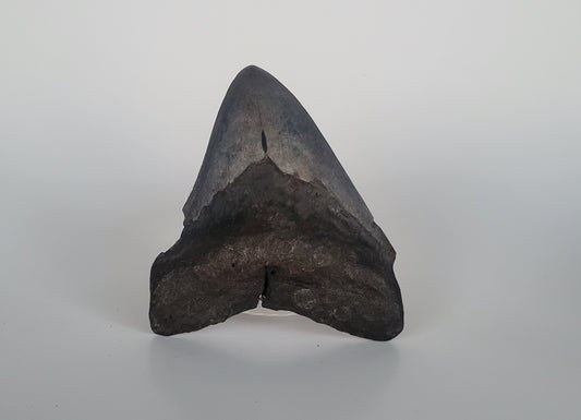 4.25" Megalodon Tooth