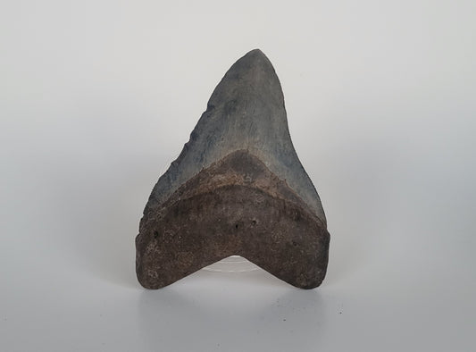 4.51" Megalodon Tooth
