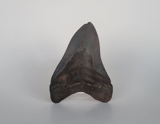 4.75" Megalodon Tooth