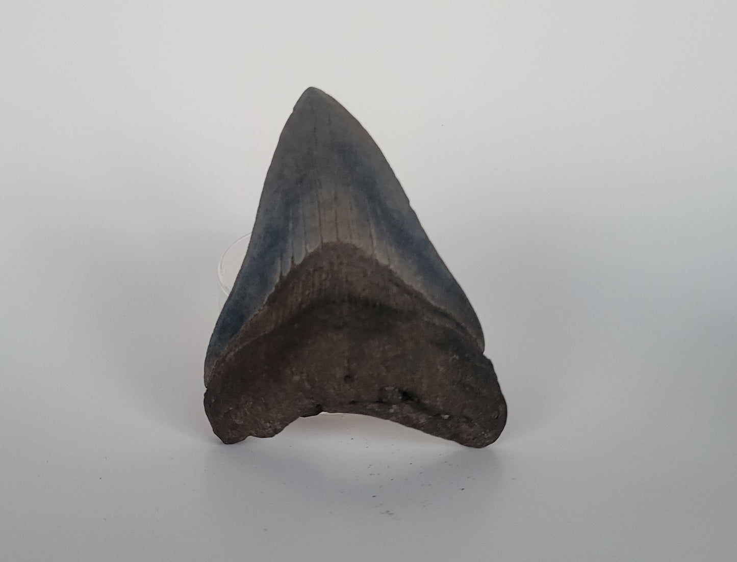 4.23" Megalodon Tooth
