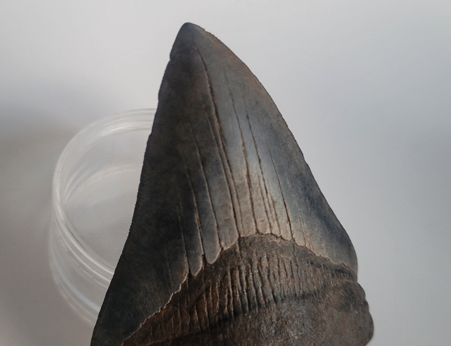 4.23" Megalodon Tooth
