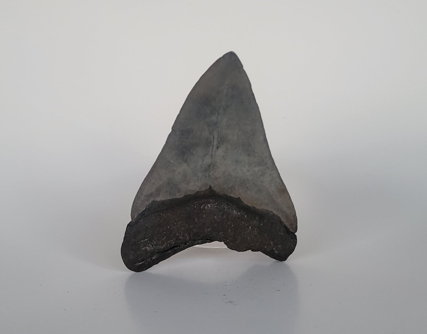 4.23" Megalodon Tooth