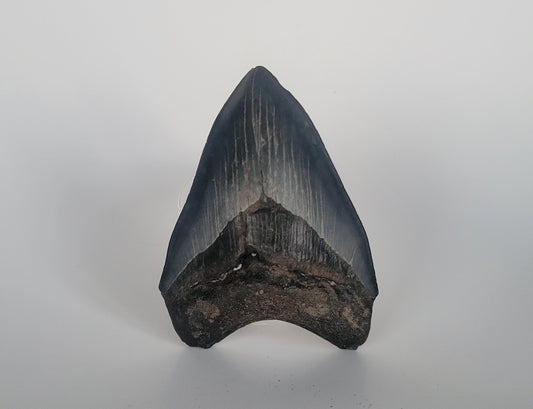 4.26" Megalodon Tooth