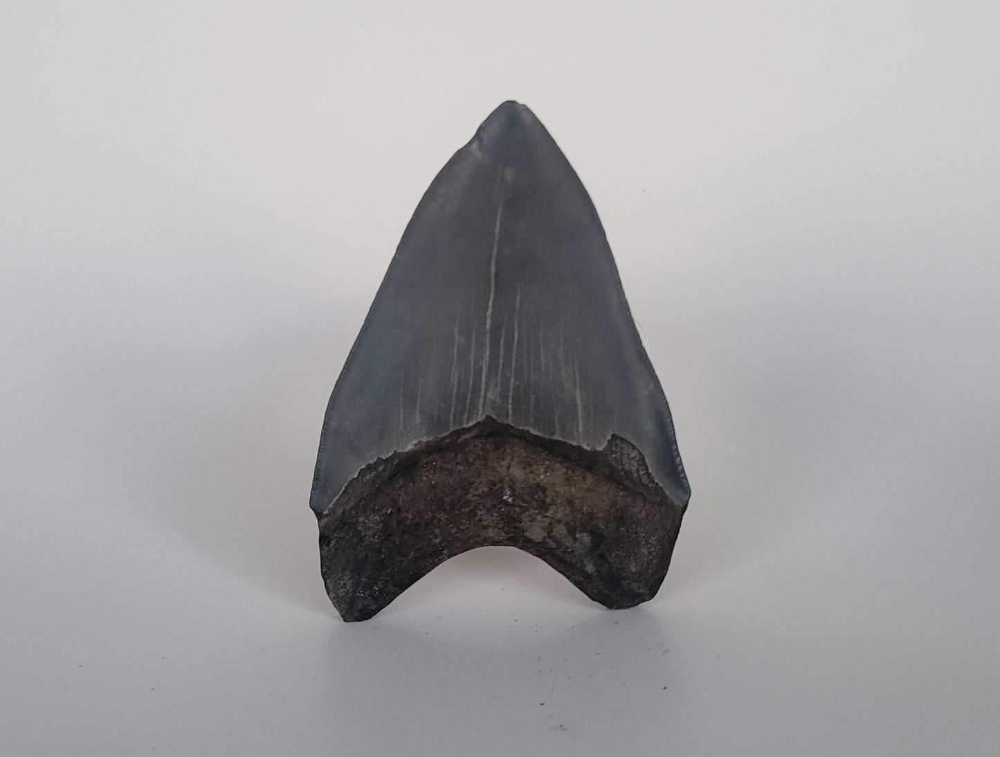 4.26" Megalodon Tooth