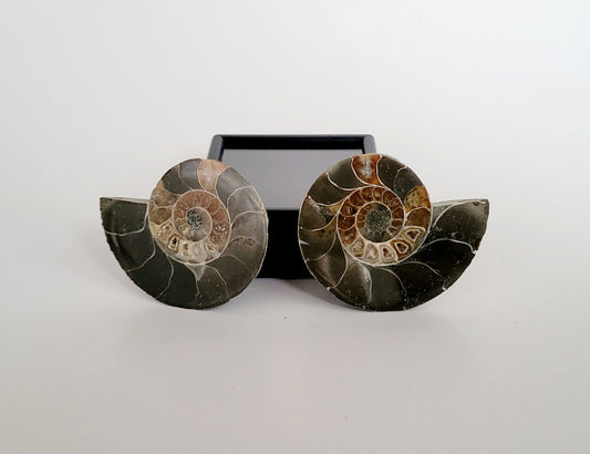 1.7" Ammonites (Madagascar)
