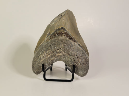 3.83" Partial Megalodon Tooth