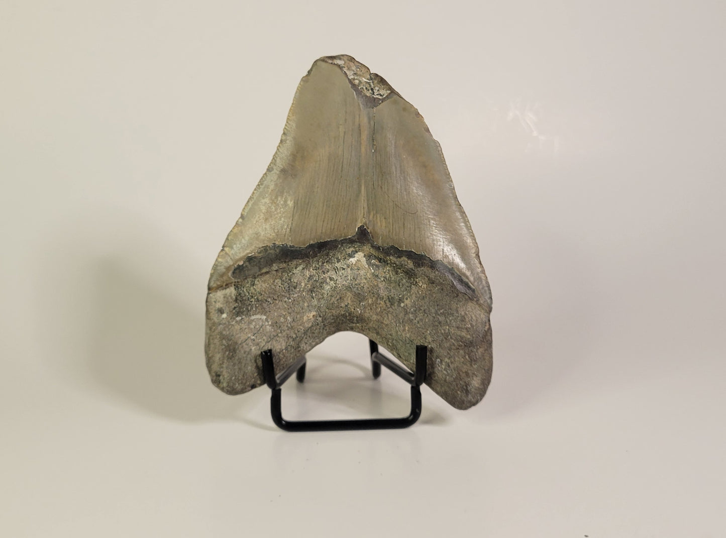 3.83" Partial Megalodon Tooth
