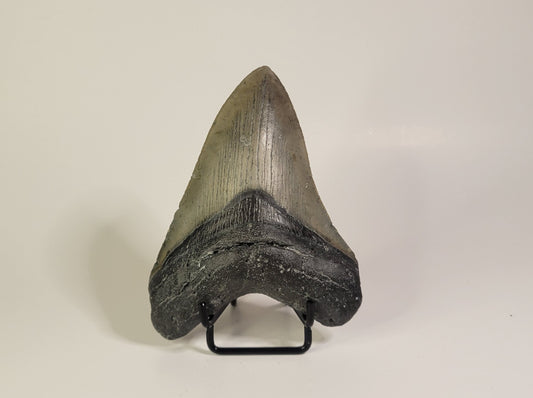 4.58" Megalodon Tooth