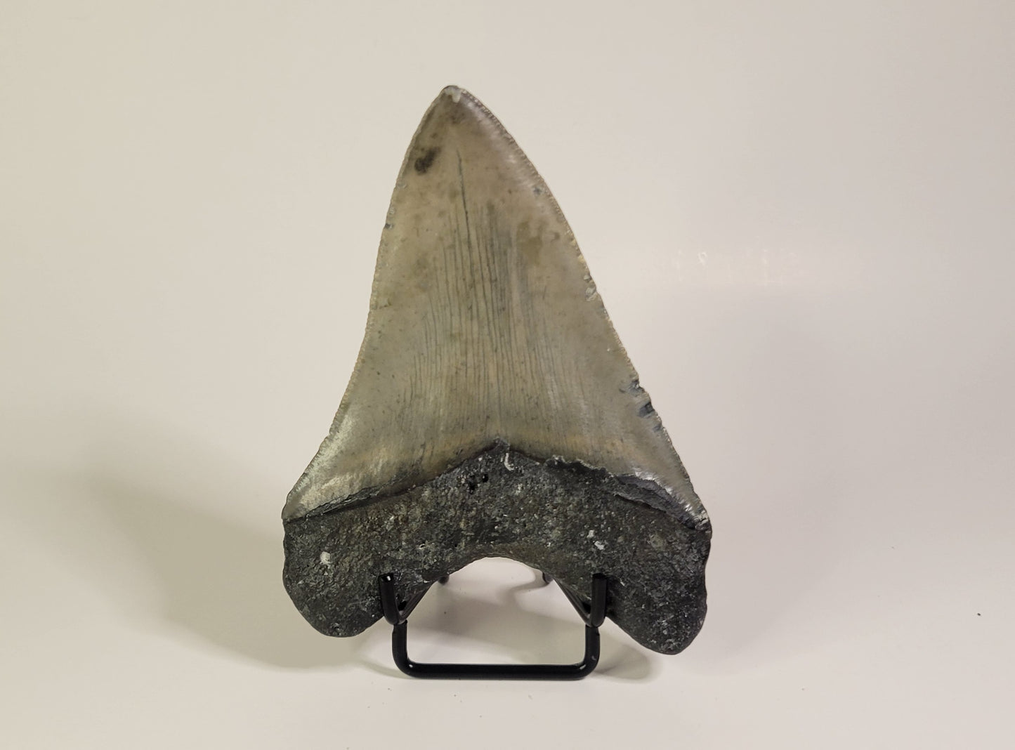 4.58" Megalodon Tooth