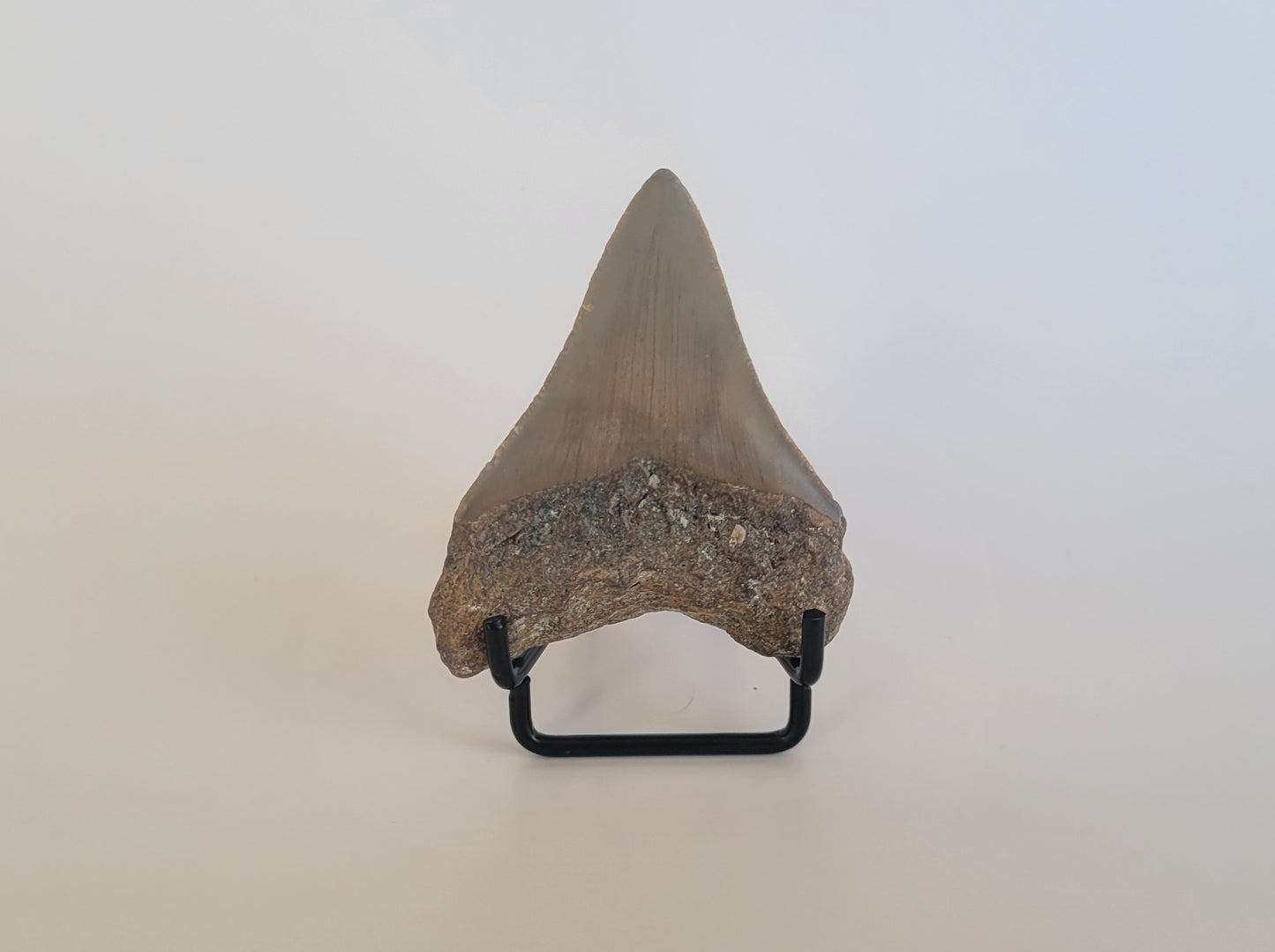 2.87" Megalodon tooth