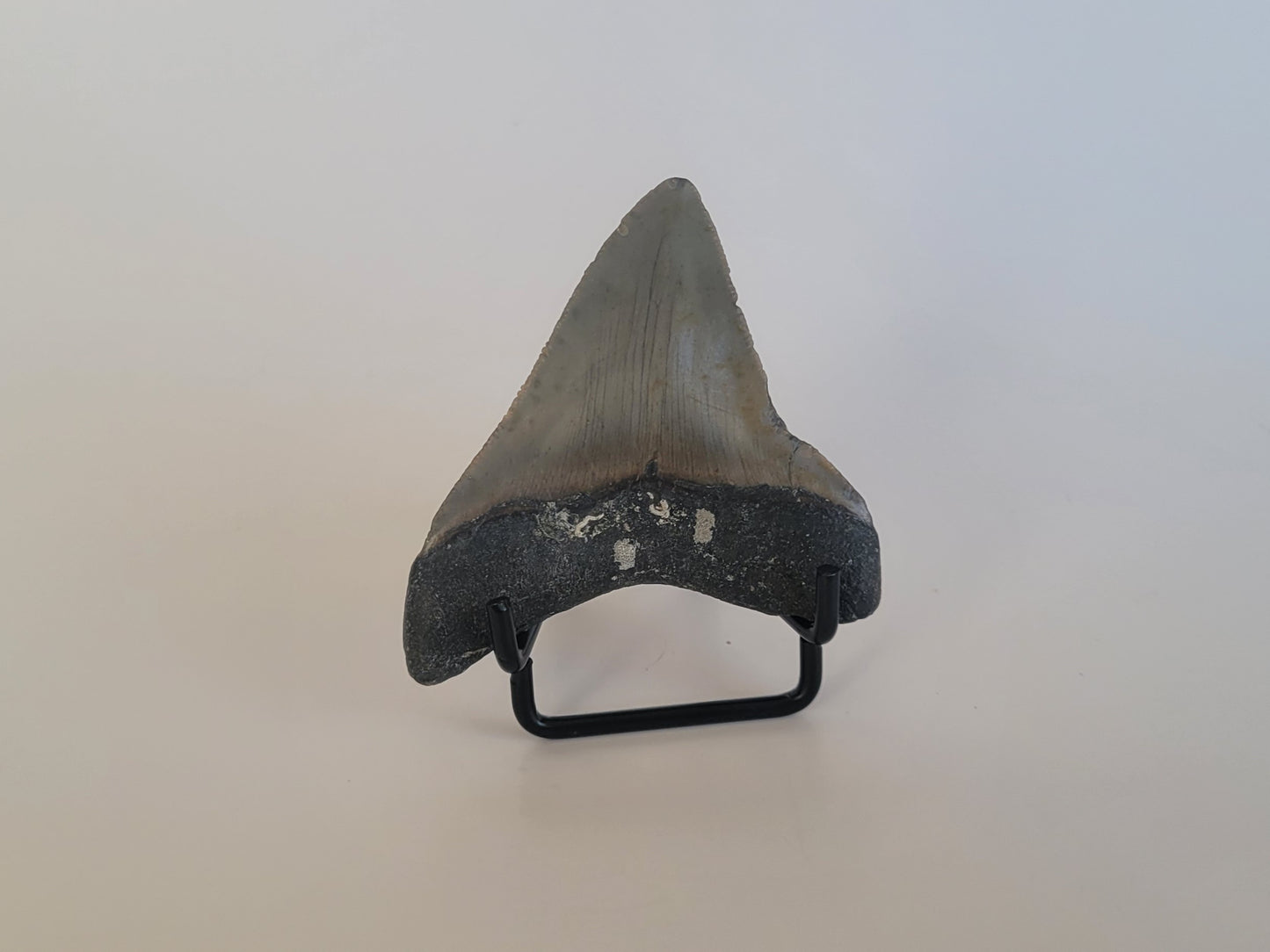 2.85" Megalodon Tooth
